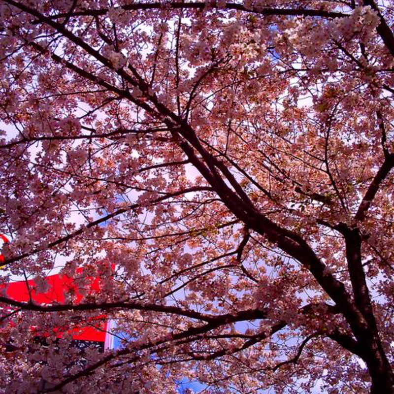 駅前、桜
