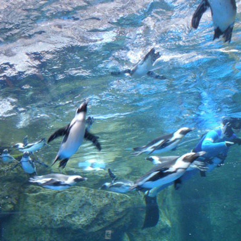 ペンギン遊泳　その１