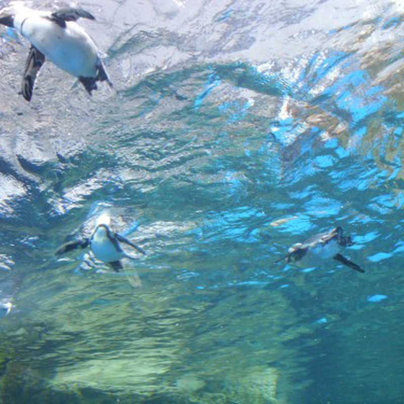 ペンギン遊泳　その３