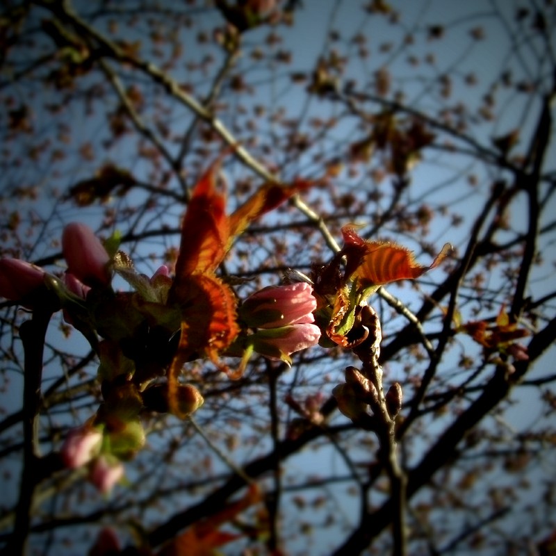 札幌の桜はこれから