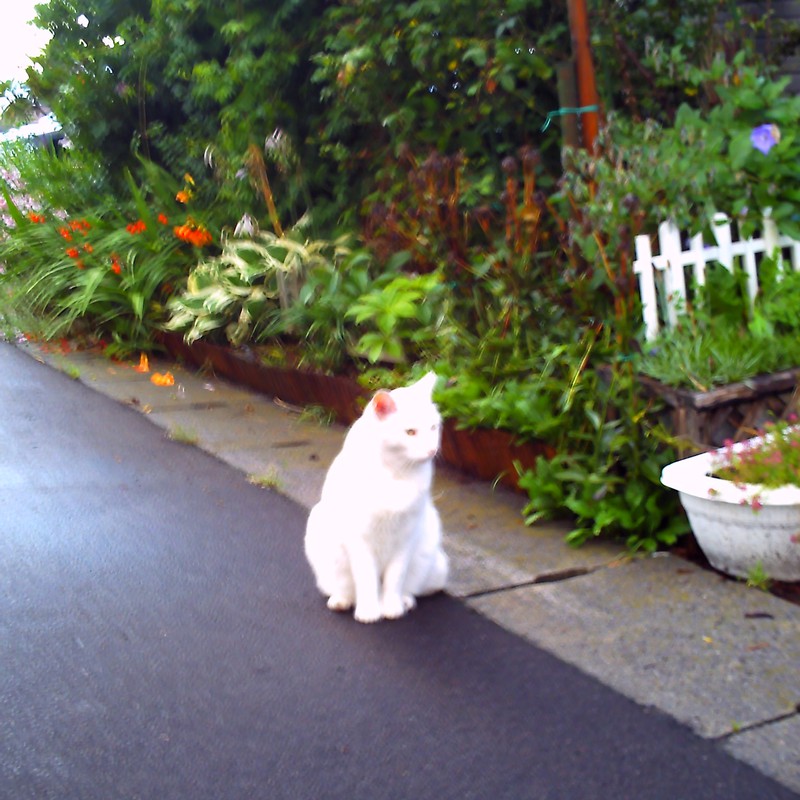 whitecat