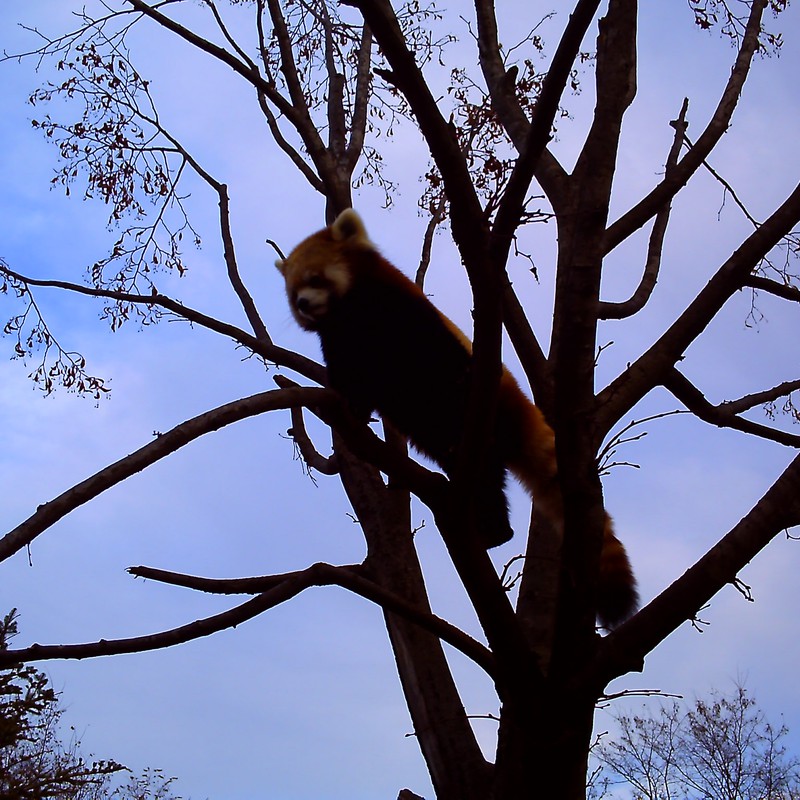 あらいぐまが生る木