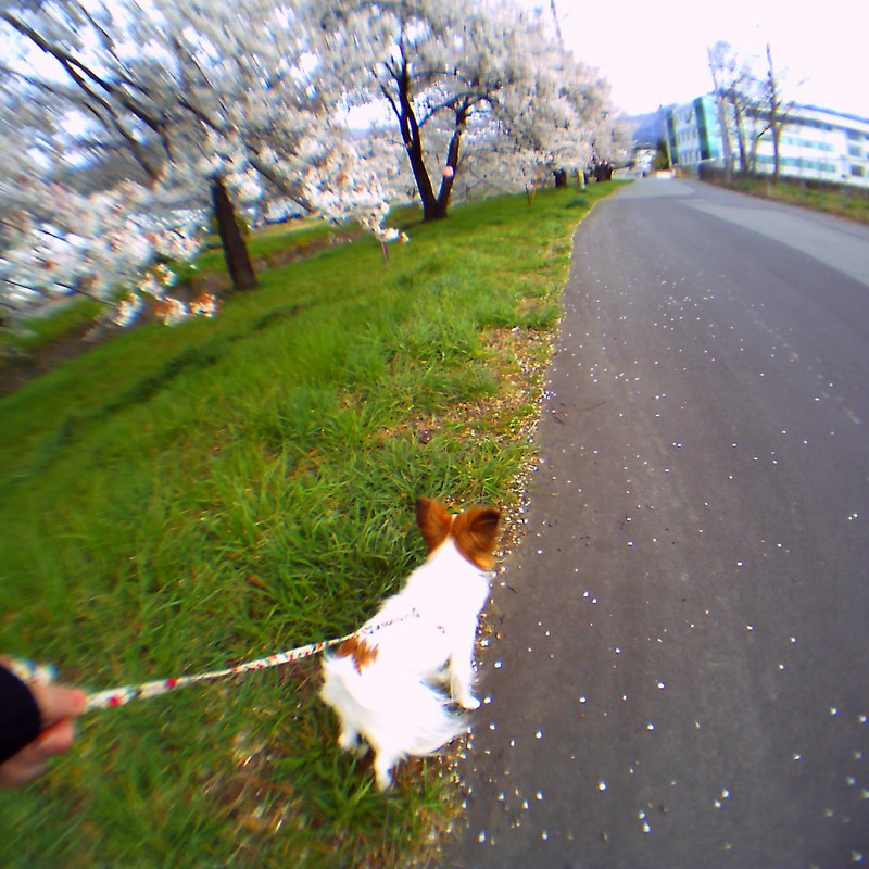 桜並木を散歩