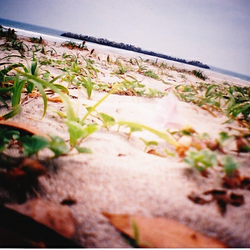 砂浜の草