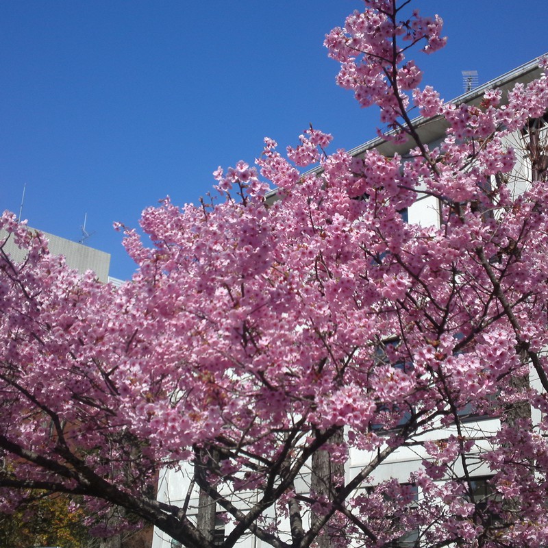 桜（京都大学）