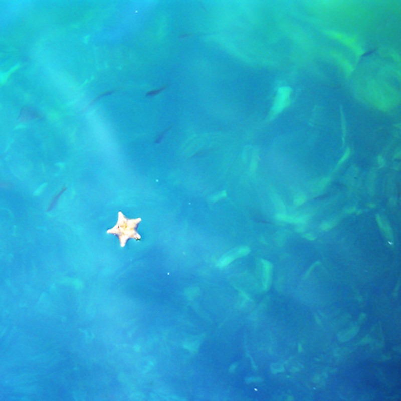 海に漂う星