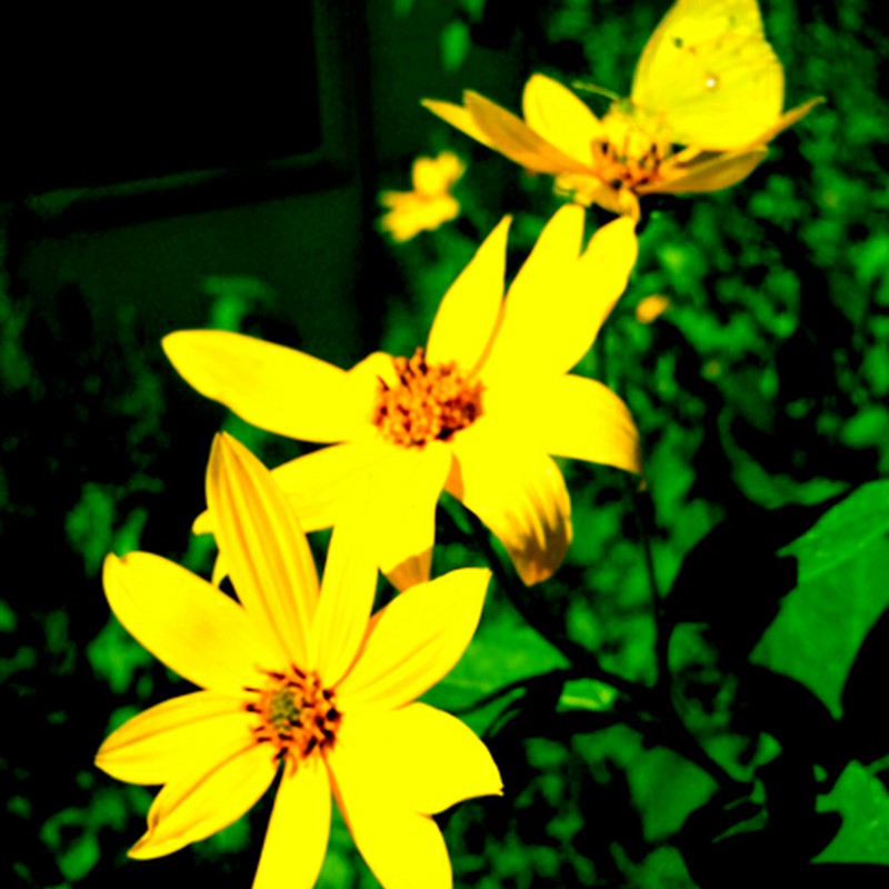 黄色い蝶と花