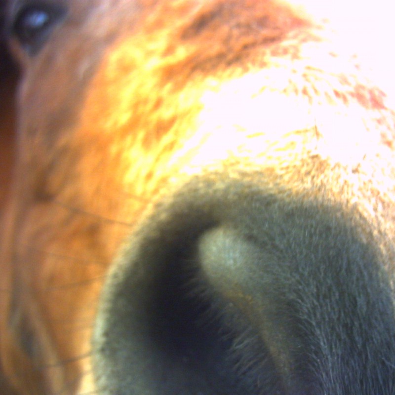 馬の鼻