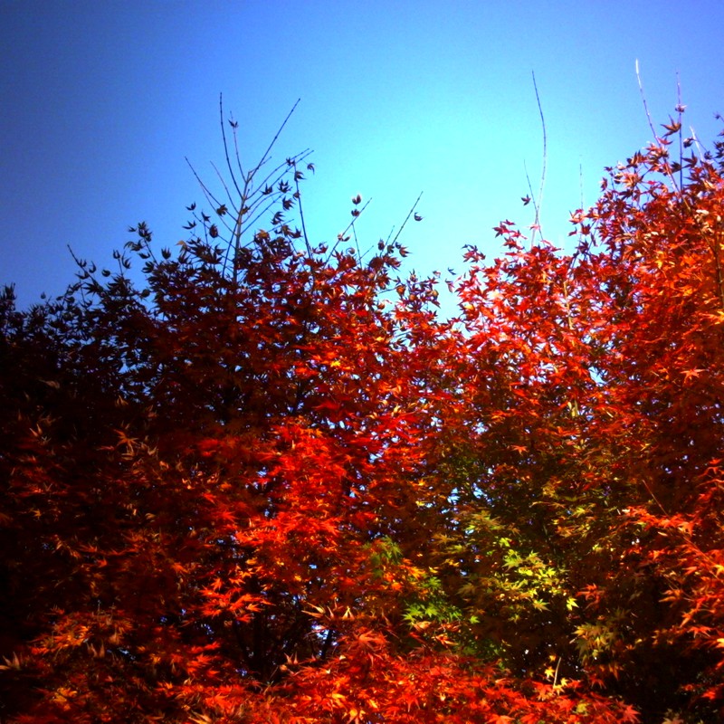 秋晴れ紅葉
