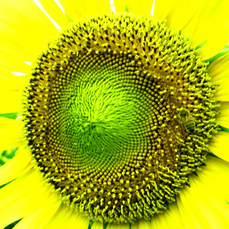 ブンブン仕事中