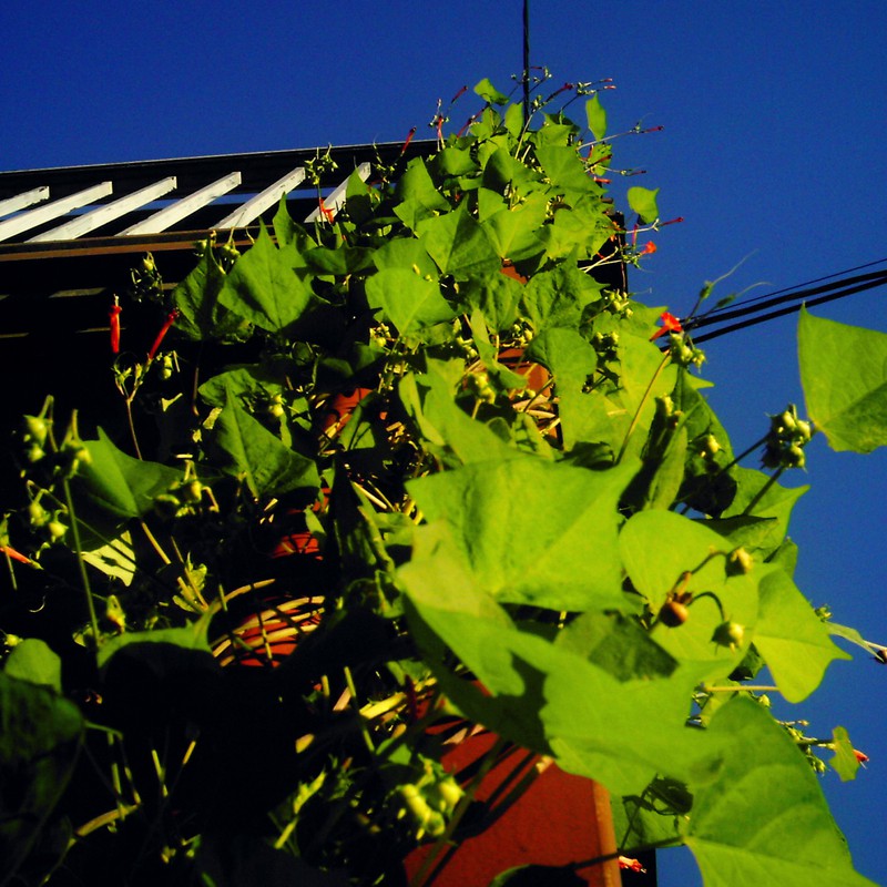 どこまで伸びる?