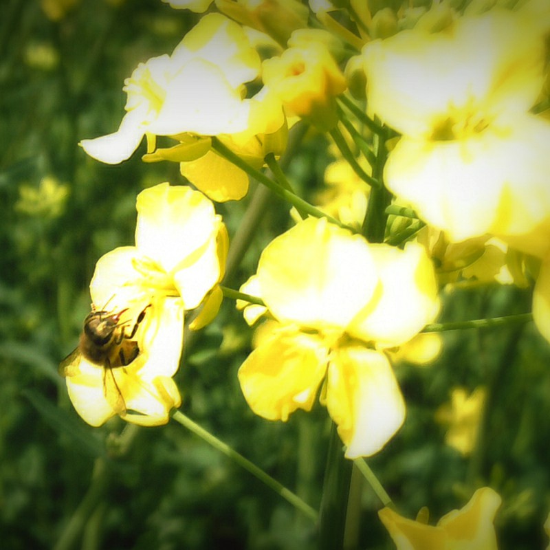 菜の花とハチ
