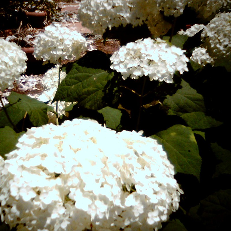 a hydrangea
