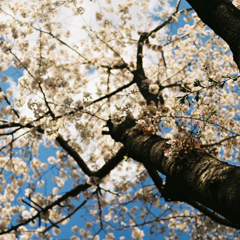 桜を仰ぐ
