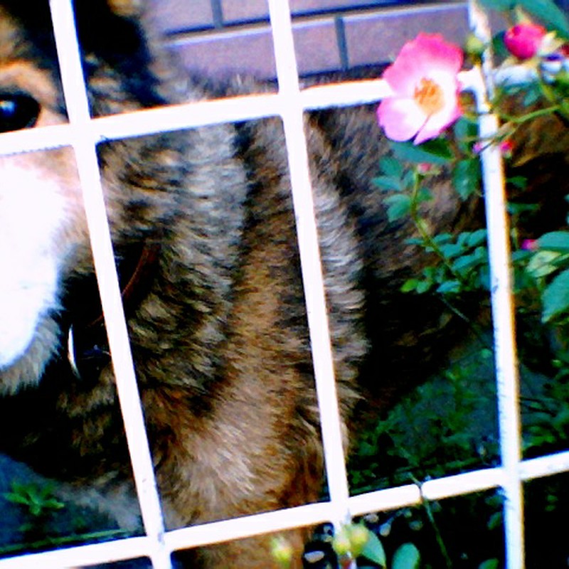 愛犬と花