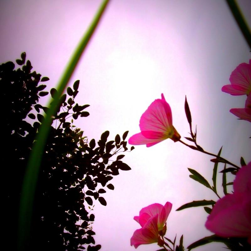 曇り空に、ピンクの花びらを