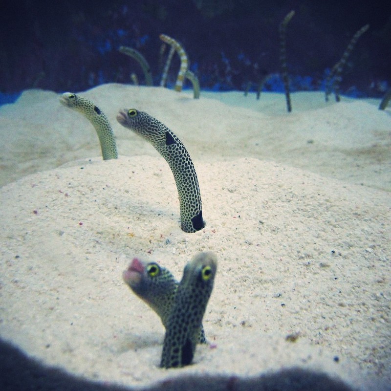 チンアナゴたち