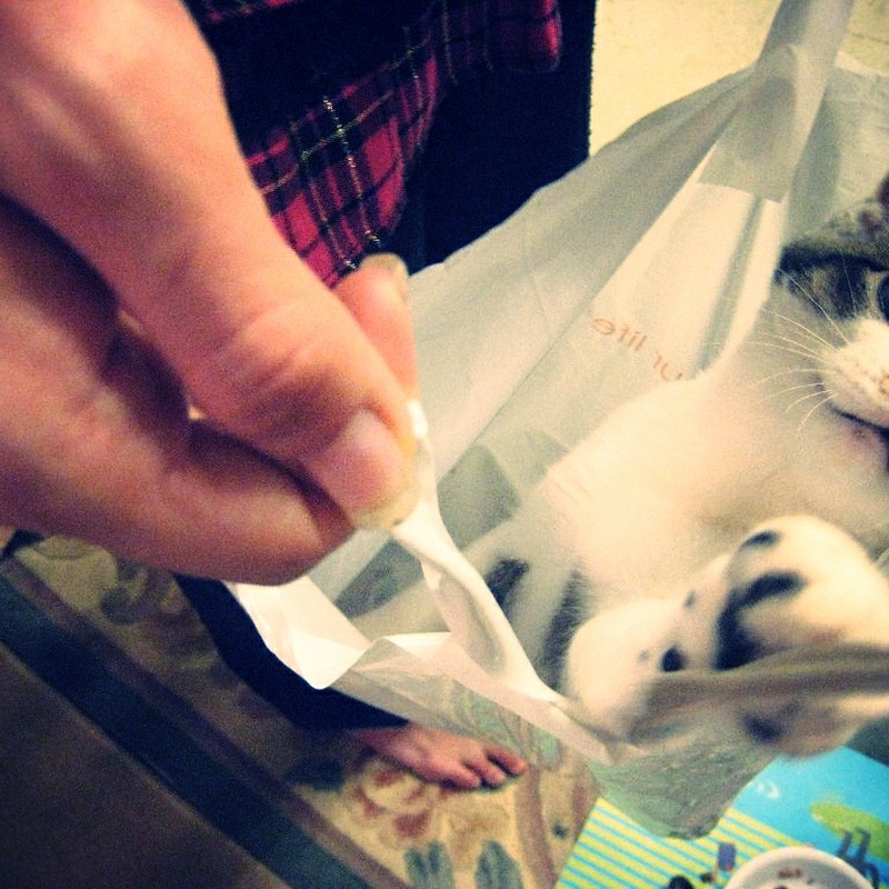 ふくろ猫はじめました。