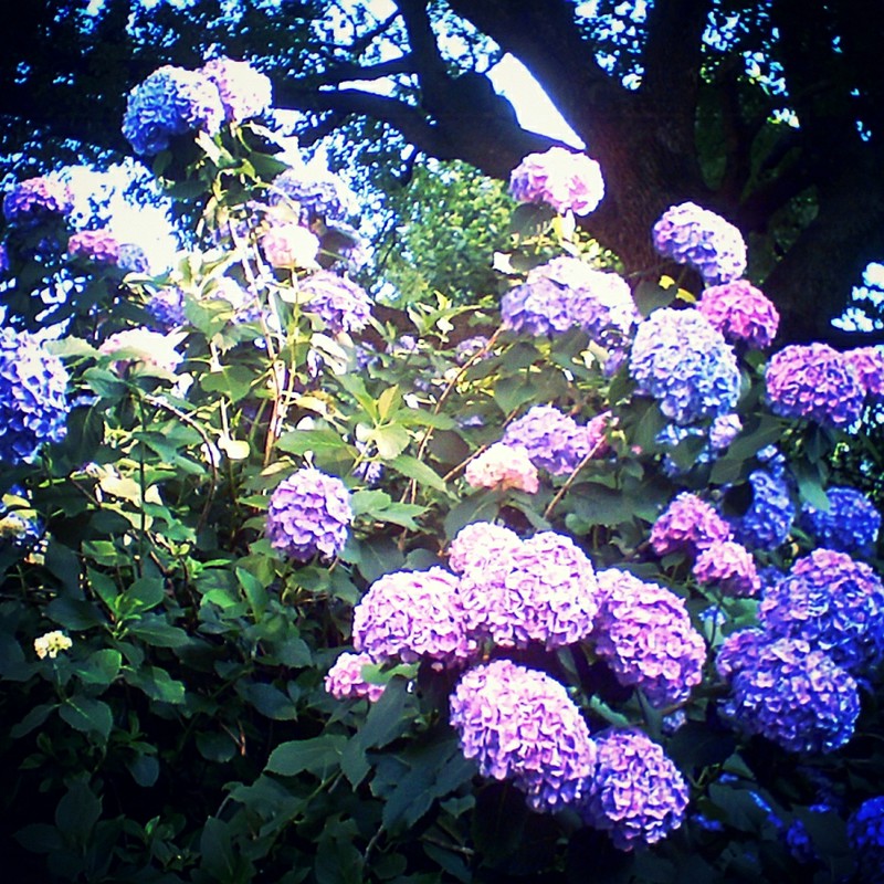 あじさい、咲き乱れる