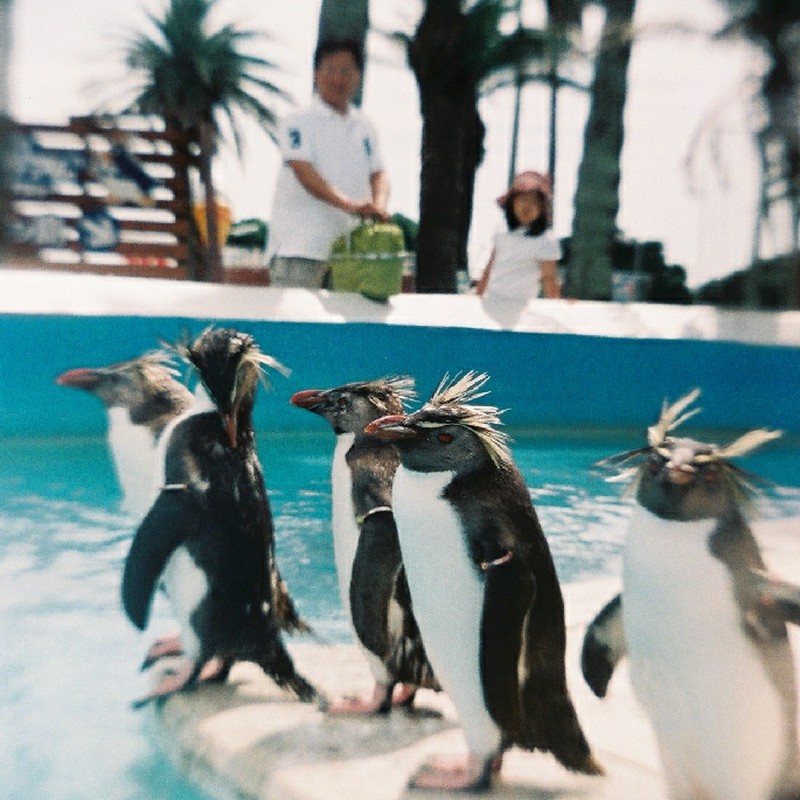 ペンギンたち。