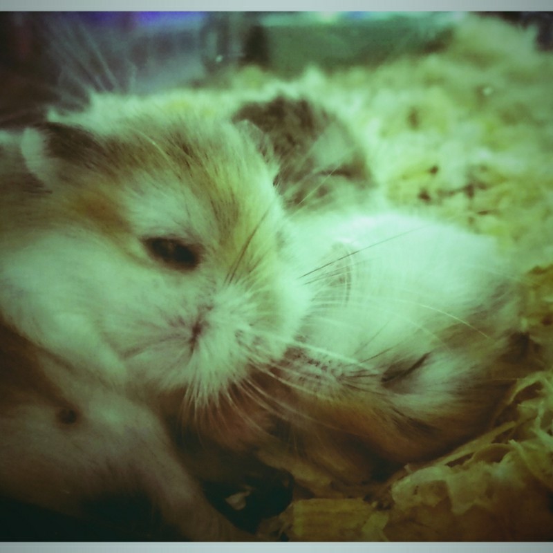 ハムスターで和む。