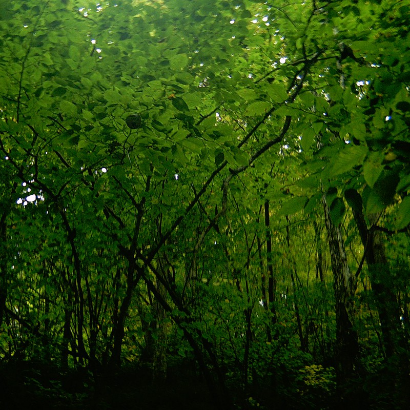 緑色の森