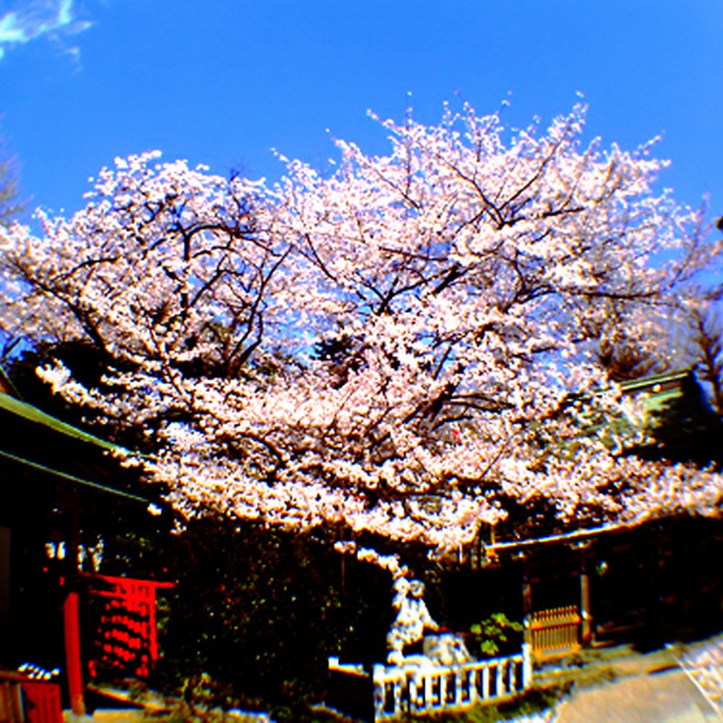 日本の春