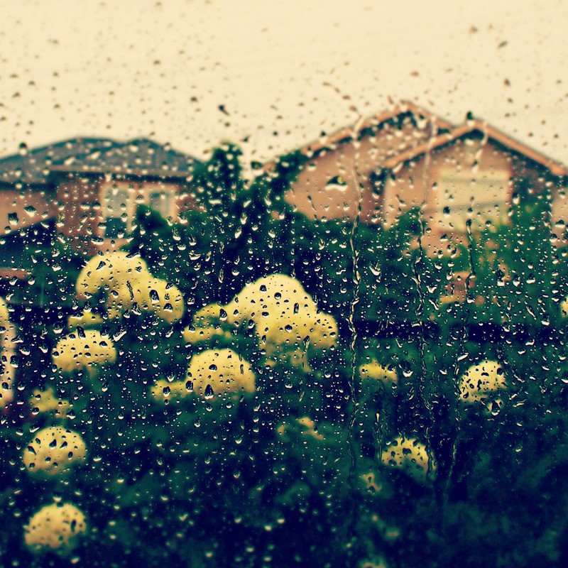 雨降る庭。
