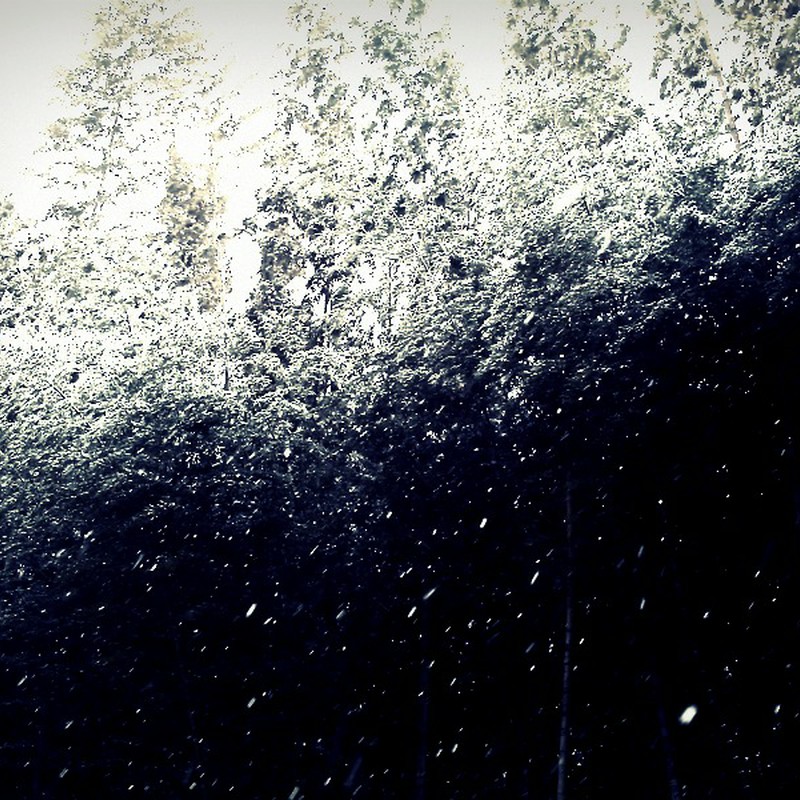雪暗れの森。