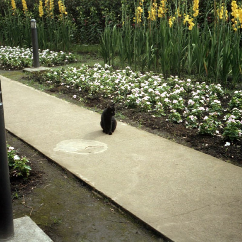 黒猫と花たち