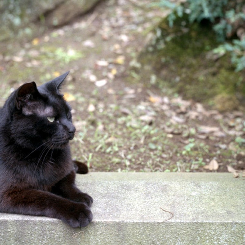 堂々とした黒猫