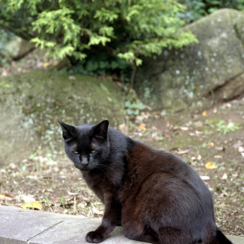 目が怖い黒猫