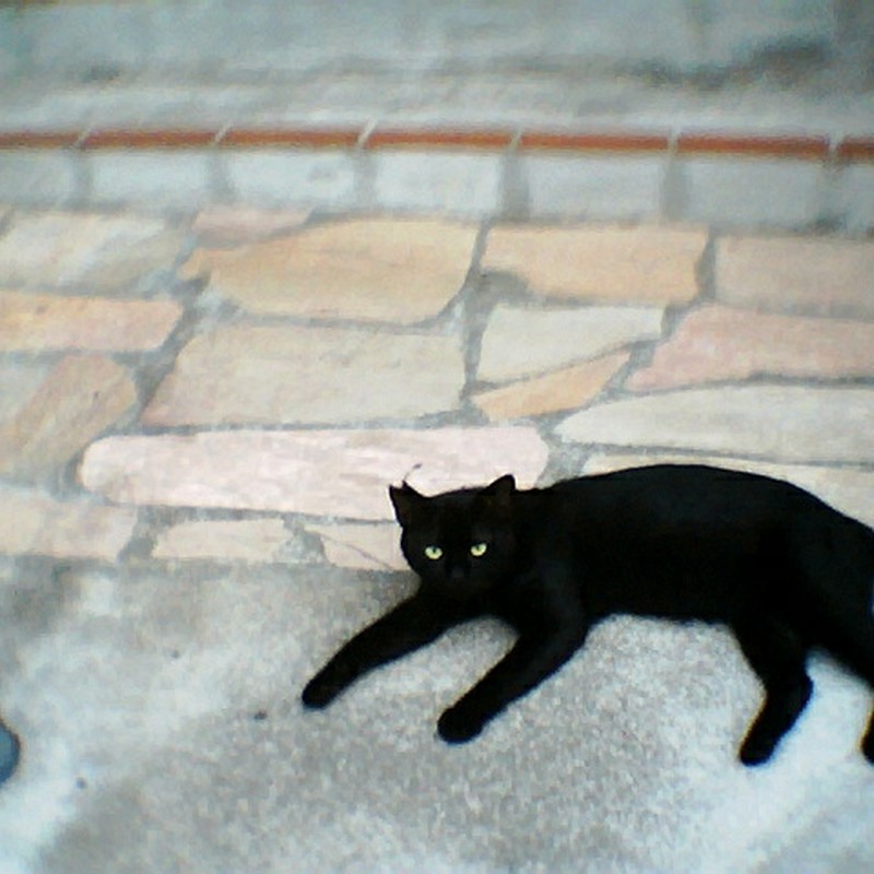 耳カットな黒猫