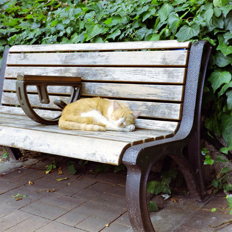 ベンチと眠り猫