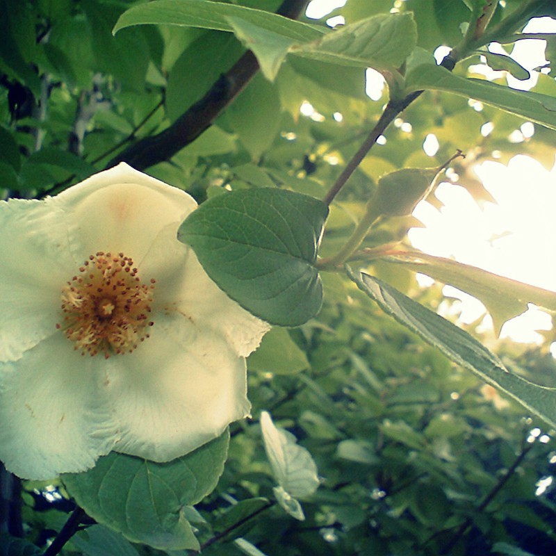 木漏れ日の白い花。
