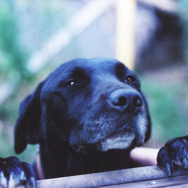 もっとなでてー