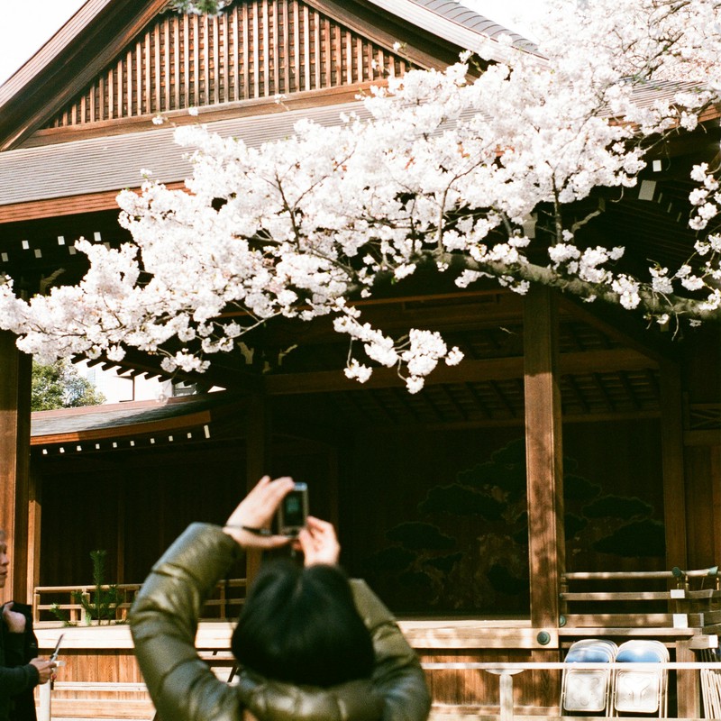 桜、、を撮る人