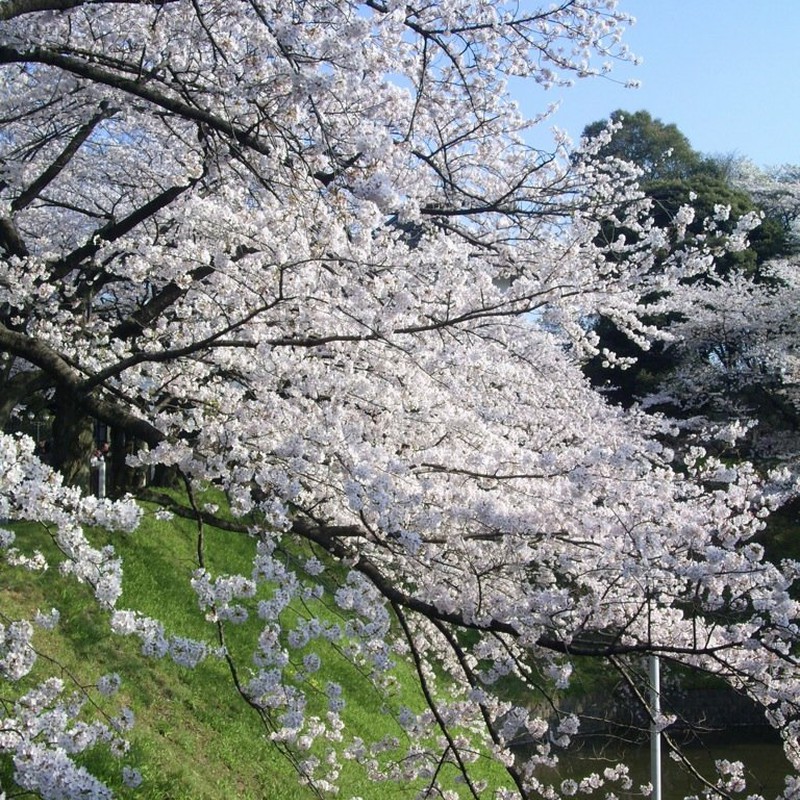 北の丸公園の桜