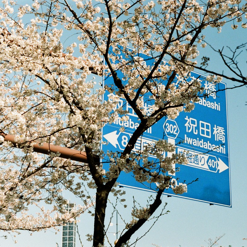 桜標識