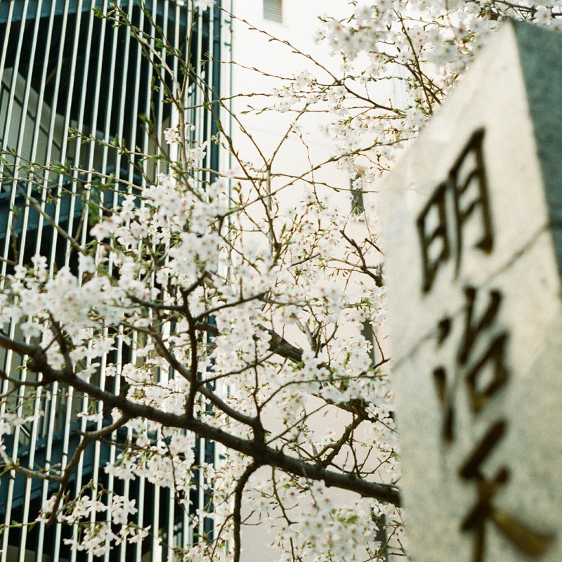 渋谷の桜
