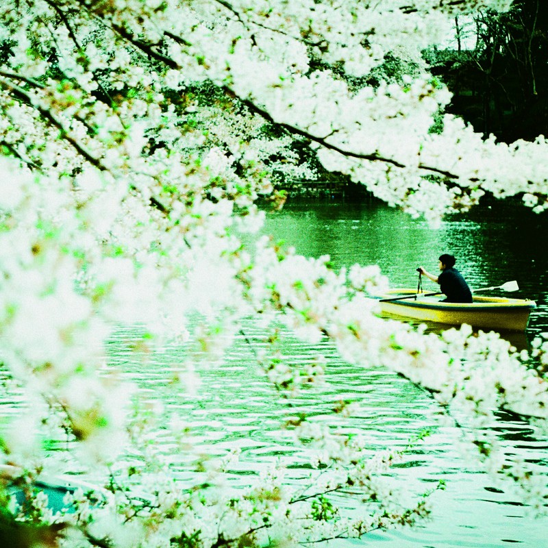ボートに桜