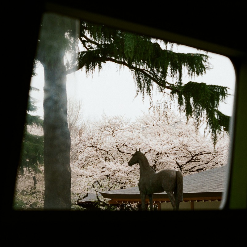 窓からお馬が見える