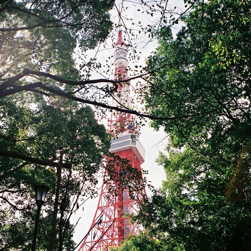 緑の中の東京タワー