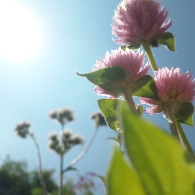 Flower02*