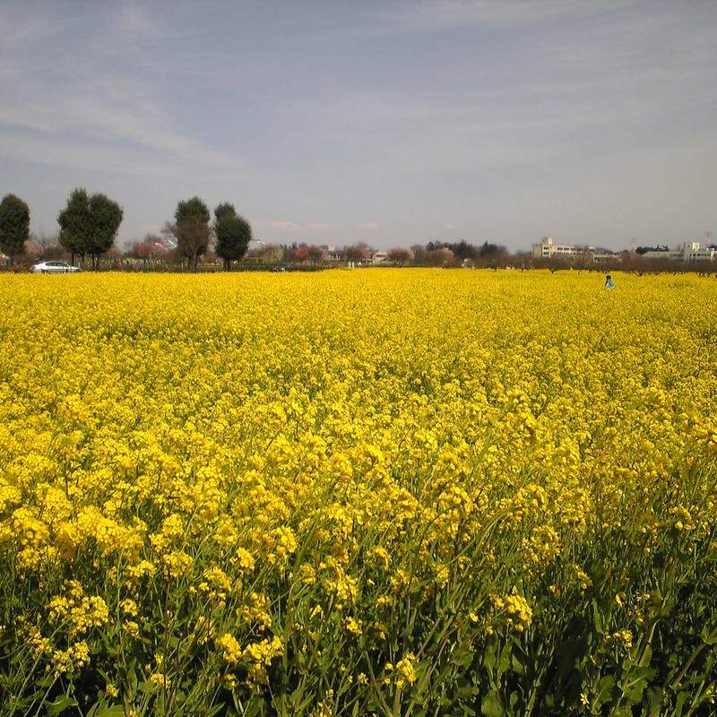 菜の花畑