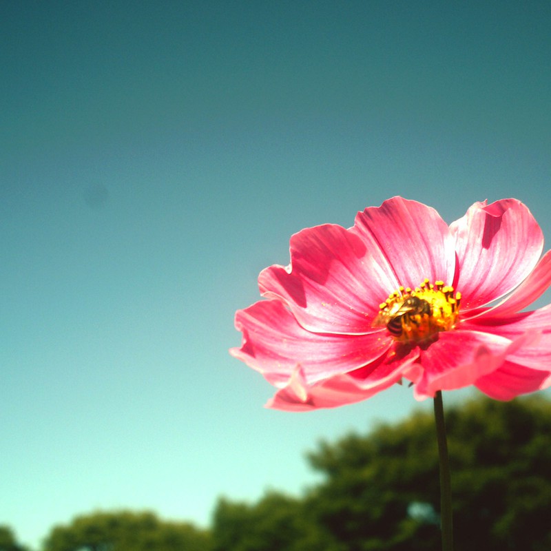 コスモスとハチ☆