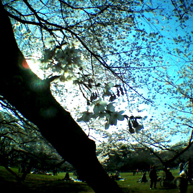 ７分咲き桜