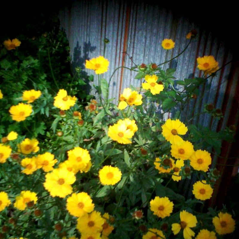 廃屋の庭に咲く花