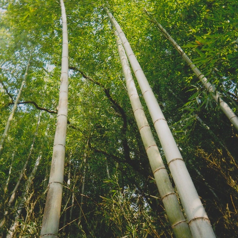空が好きな竹