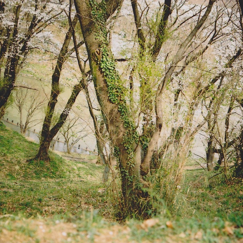 桜の樹に蔦の這う